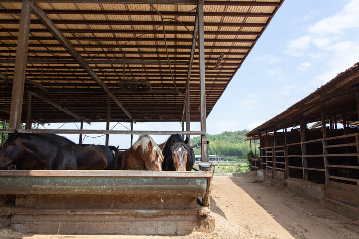 馬肉自然づくりドッグフードの馬の肥育牧場