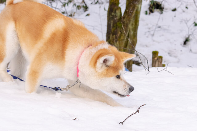 雪遊びをする秋田犬