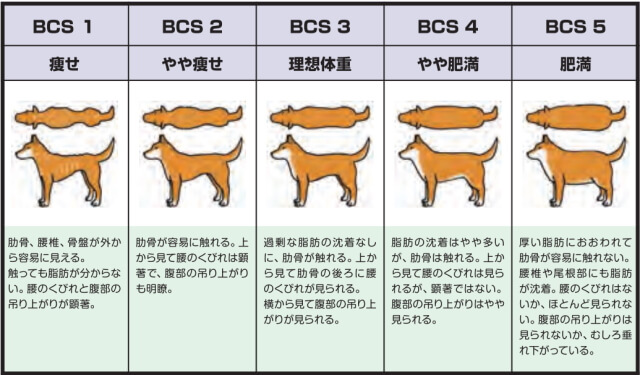 ボディコンディションスコア(BCS)と体型