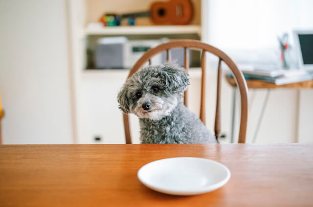 ご飯を待つ犬