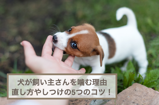 犬が飼い主さんを噛む理由と噛み癖の直し方やしつけの5つのコツ！