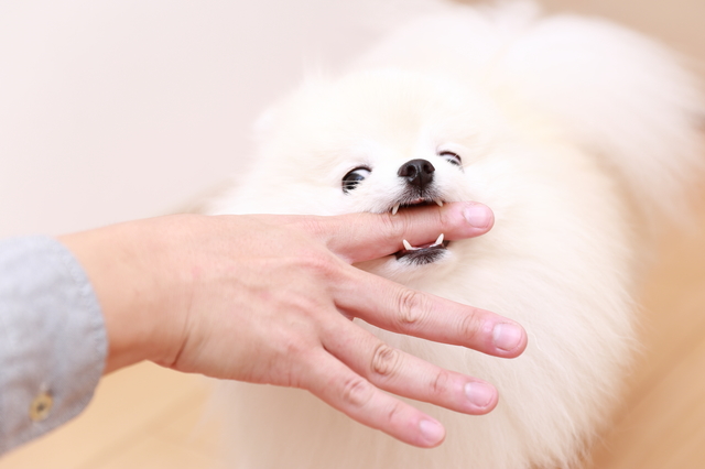 指を噛む犬