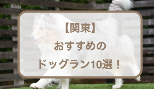【関東】おすすめのドッグラン10選！無料・広い・天然芝などをご紹介！