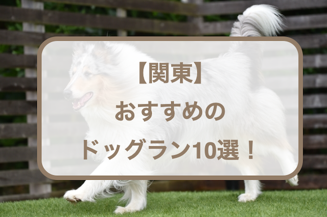 【関東】おすすめのドッグラン10選！無料・広い・天然芝などご紹介！