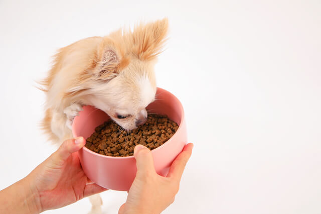 ご飯を食べる犬 (3)
