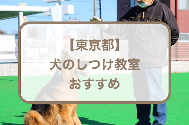 【東京都】犬のしつけ教室おすすめ10選！選ぶときのポイントも