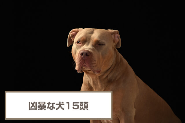凶暴な犬15頭！ピッドブルは強い？世界最強は？日本で警戒されている犬種紹介