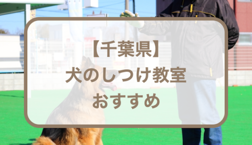 千葉県内の犬のしつけ教室おすすめ7選！選ぶときのポイントも