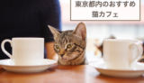 東京都内のおすすめ猫カフェ5選！選ぶときのポイントや注意点などもご紹介