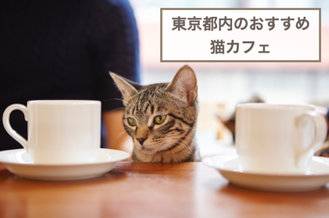 東京都内のおすすめ猫カフェ5選！選ぶときのポイントや注意点などもご紹介