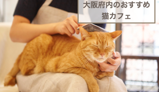 大阪府内のおすすめの猫カフェ6選！選び方や注意点などもご紹介