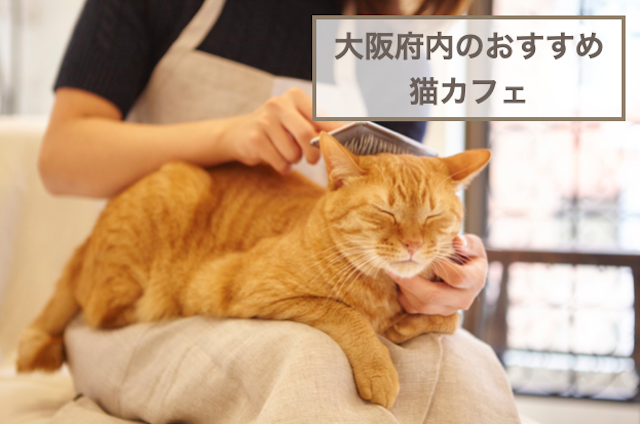 大阪府内のおすすめの猫カフェ5選！選び方や注意点などもご紹介