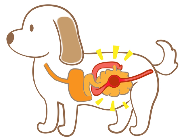 犬の腸