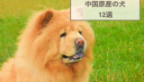 中国原産の犬12選！特徴や性格などをご紹介！