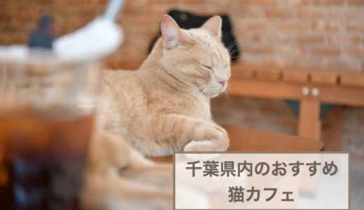 千葉県内のおすすめ猫カフェ5選！選ぶときのポイントや注意点