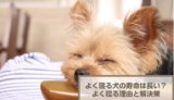 よく寝る犬の寿命は長い？よく寝るようになった理由や解決策を解説