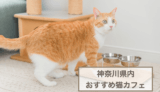 神奈川県内のおすすめ猫カフェ5選！猫たちと触れ合うときの注意点もご紹介！