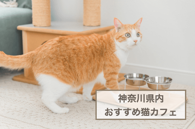 神奈川県内のおすすめ猫カフェ5選！猫たちと触れ合うときの注意点もご紹介！