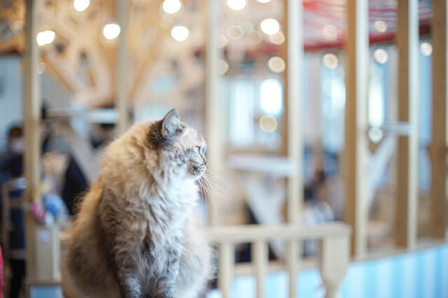 猫カフェに居る猫