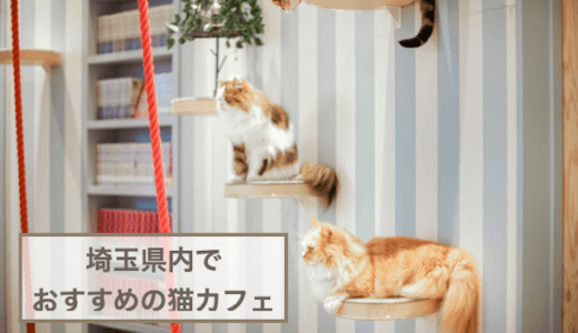 埼玉県内のおすすめ猫カフェ5選！【犬猫好き必見】