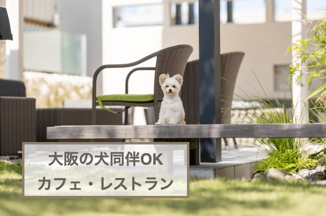 大阪の犬同伴OKのカフェ・レストラン5選！愛犬とのおでかけに