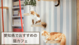 愛知県でおすすめ猫カフェ5選！犬猫好き必見！