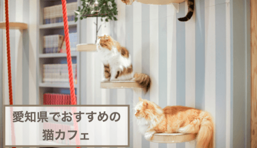 愛知県でおすすめ猫カフェ5選！犬猫好き必見！