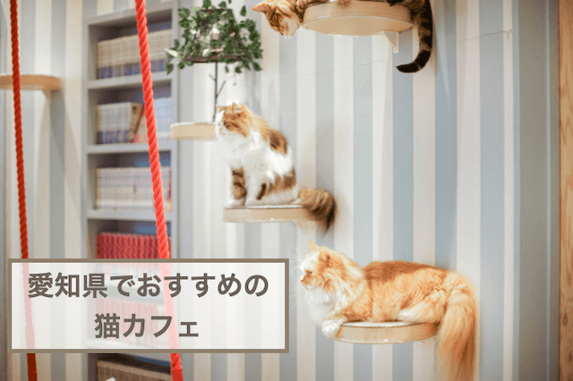 愛知県でおすすめ猫カフェ5選！犬猫好き必見！