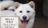 韓国の珍島犬（ちんどけん）かってどんな犬？珍島犬の性格・飼い方・購入方法について解説