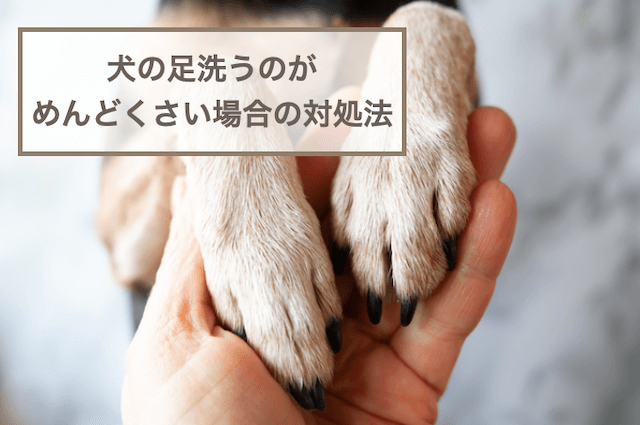 犬の足洗うのがめんどくさい場合の対処法！洗いすぎがNGな理由も紹介