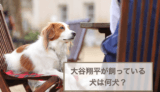 大谷翔平が飼っている犬は何犬？犬種や特徴などを解説