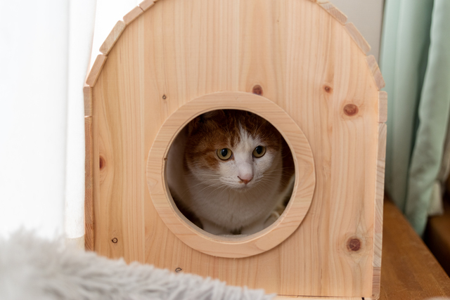 木の猫ハウス