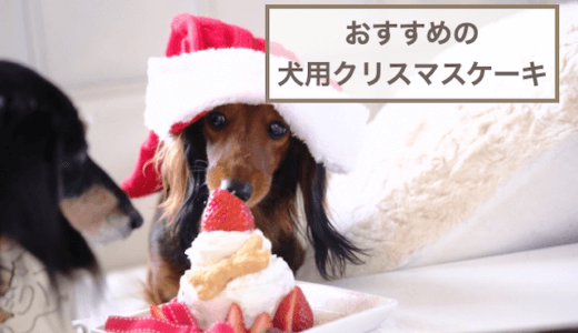 犬用クリスマスケーキおすすめ5選！無添加のペット用ケーキなどをご紹介