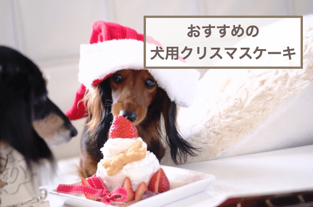 犬用クリスマスケーキおすすめ5選！無添加のペット用ケーキなどをご紹介