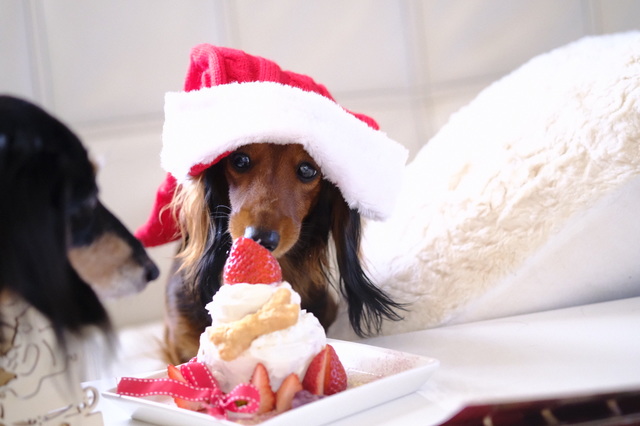 犬とクリスマスケーキ