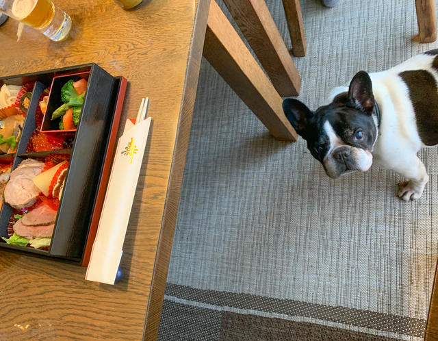 犬と食卓のおせち料理