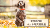 東京都内のペットと一緒に撮影できる写真館特集！犬猫との思い出作りにおすすめのフォトスタジオ5選！