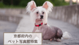京都のペットと一緒に撮影できる写真館特集！犬猫が利用できるフォトスタジオおすすめ5選！