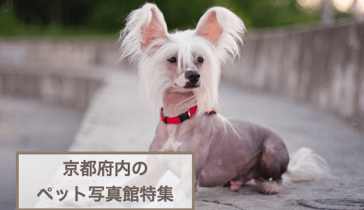 京都のペットと一緒に撮影できる写真館特集！犬猫が利用できるフォトスタジオおすすめ5選！