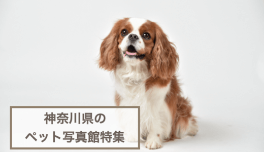 神奈川県のペットと一緒に撮影できる写真館特集！犬猫との写真撮影におすすめのフォトスタジオ5選！