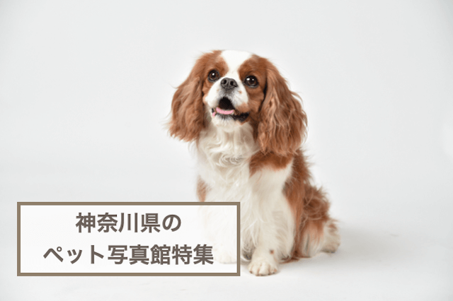 神奈川県のペットと一緒に撮影できる写真館特集！犬猫との写真撮影におすすめのフォトスタジオ5選！