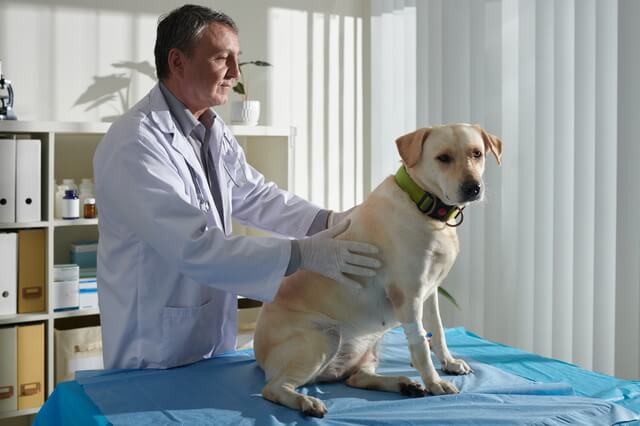 獣医と犬 
