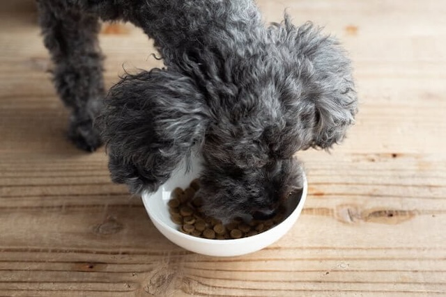Dr.ケアワンに食いつく犬