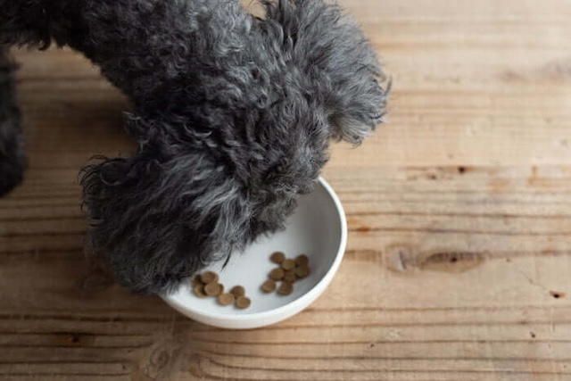 Dr.ケアワンを完食しそうな犬