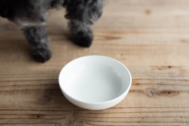 Dr.ケアワンを完食した犬