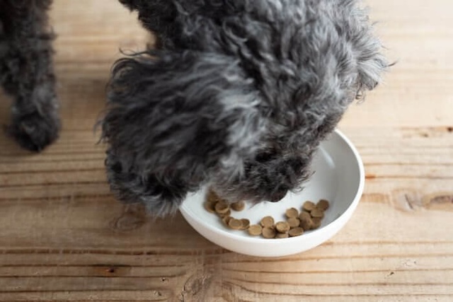 Dr.ケアワンを食べ続ける犬