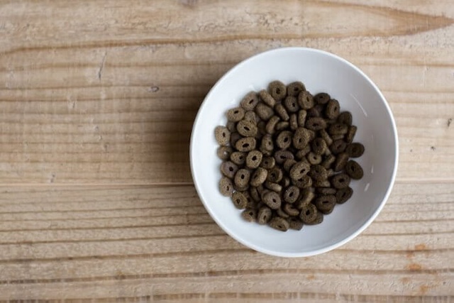 お皿に入ったカナガンドッグフード
