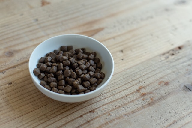 お皿に入れられたエッセンシャルドッグフード