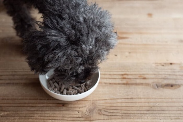 みらいのドッグフードに食いつく犬