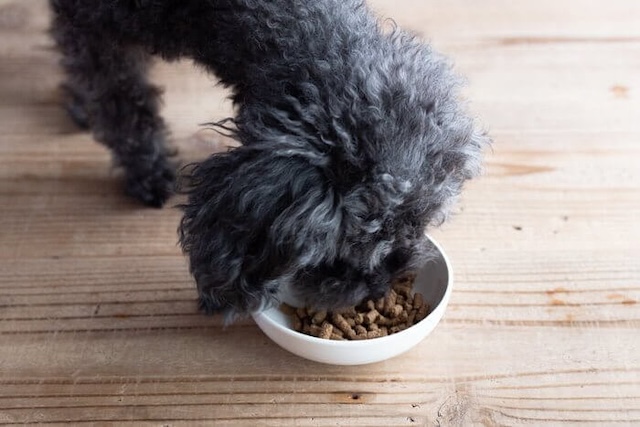 みらいのドッグフード特別療法食G･A･N+に食いつく犬